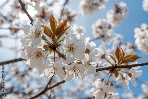 Spring floral collection fe...