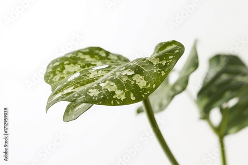 Isolated taro stem or coloc...