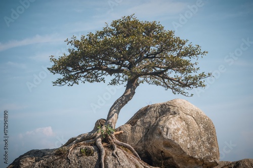 The Stone Supports the Grow...