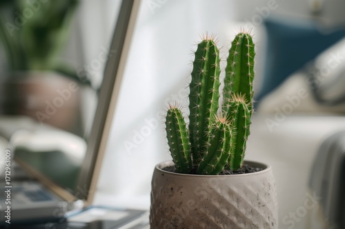Trendy cactus in a decorati...