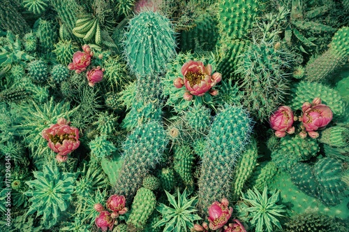Desert plant thriving in ar...