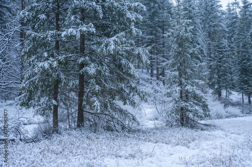 Winter forest scene with fr...