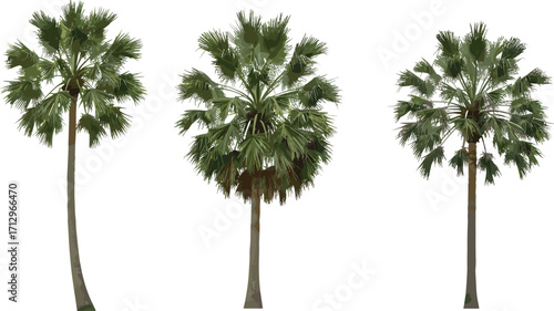 PrintPalm tree silhouette, tropical landscape, botanical shape, black outline, nature element, vector art, isolated tree, eco theme, garden design