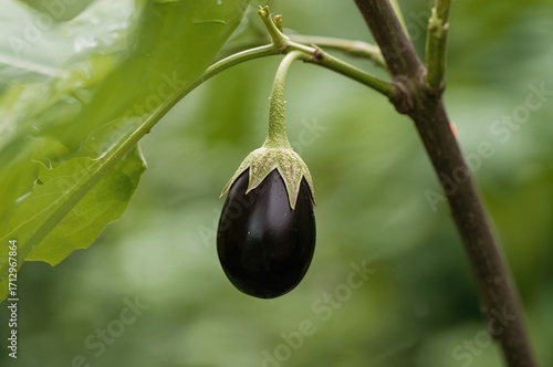 Tiny eggplant growing on a ...