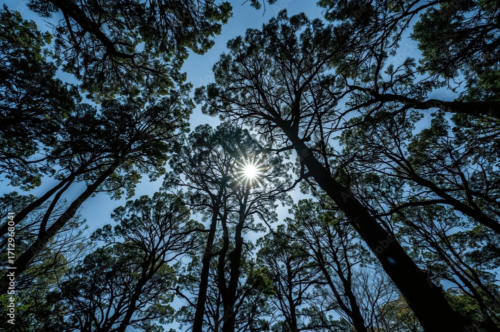 Obraz premium Sunlight Breaking Through Tree Leaves