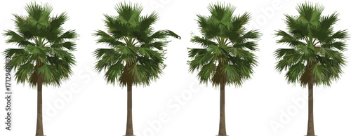 PrintTropical palm tree vector illustration with tall trunk, lush green leaves, exotic jungle nature plant, summer beach forest botanical design isolated