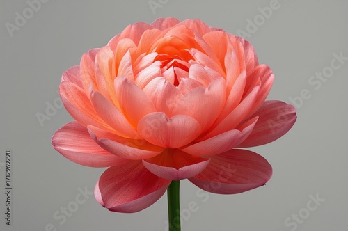 A Stunning And Beautiful Bl...