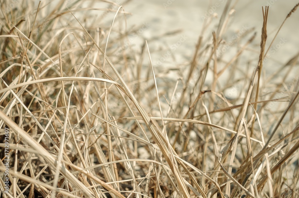 Fototapeta premium Abstract texture of dried grass and straw from previous year, natural pattern with summer and spring vibes, animal-friendly background
