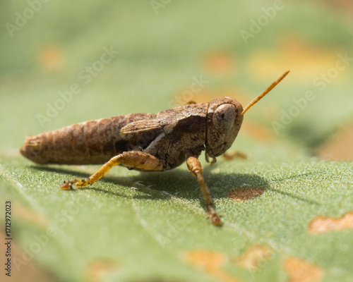 A Brown Grasshopper Resting on a Green Leaf with Rusty Spots in Early Autumn
