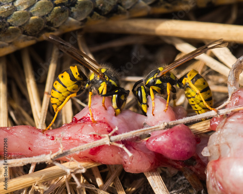 Two Wasps are Standing in Perfect Symmetry while Eating from the Guts of a Dead Snake