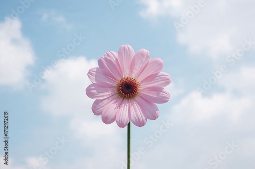 Floral bloom set against a ...
