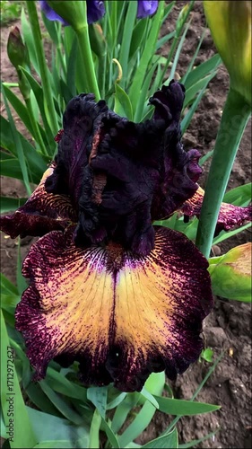 A dark purple flower with a yellow center decorative garden Iris germanica with large flowers in the botanical collection