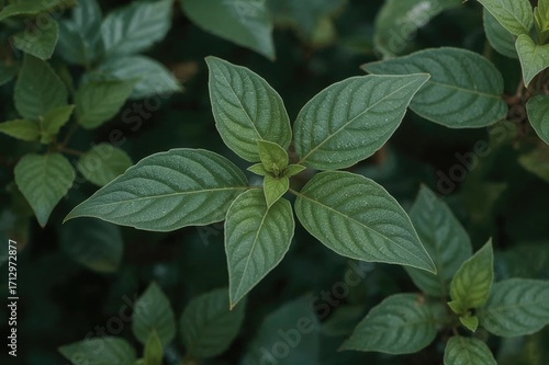 Health Advantages of Jatrop...