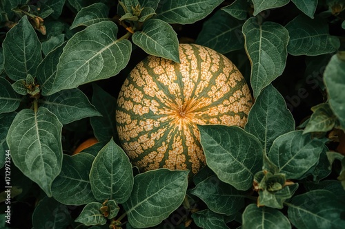 Ripe orange melon halves re...