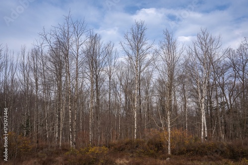 Winter woodland of oak and ...