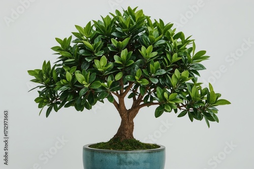 Potted Plants Display Stunn...