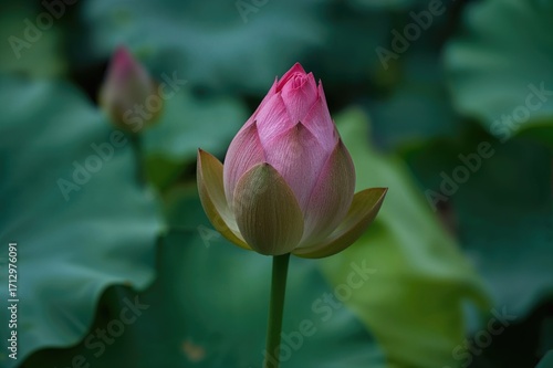 A Lotus Blossom Bud Emergin...
