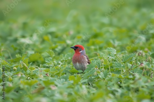 Cute Red Avadavat Bird Perc...