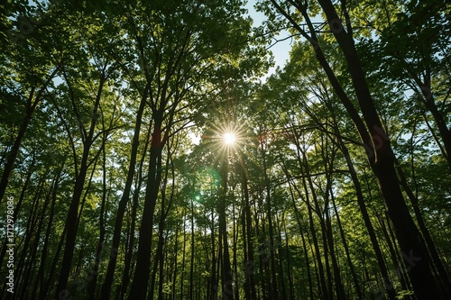 Sun rays filtering through ...