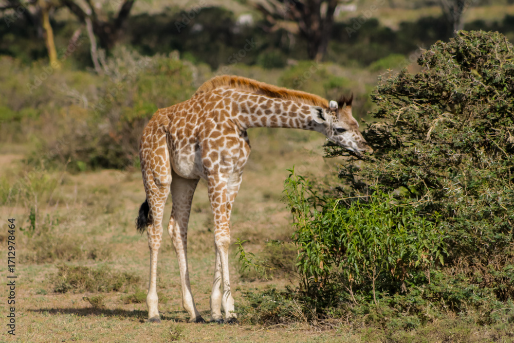 Fototapeta premium Giraffe in the wild nature. Giraff family in African savana on dry grass at safari game wild nature in Masai Mara, Amboseli, Samburu, Serengeti and Tsavo national parks of Kenya and Tanzania. Jiraff