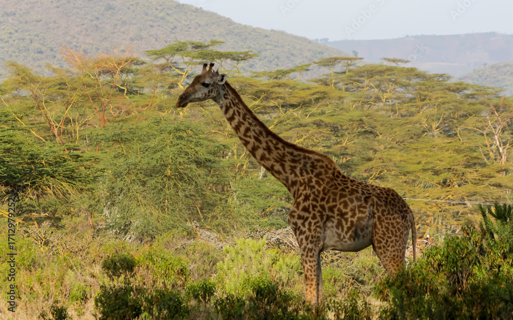 Obraz premium Giraffe in the wild nature. Giraff family in African savana on dry grass at safari game wild nature in Masai Mara, Amboseli, Samburu, Serengeti and Tsavo national parks of Kenya and Tanzania. Jiraff