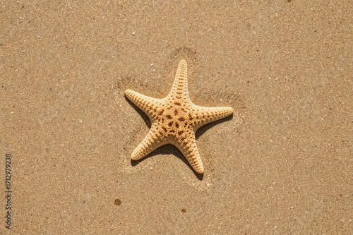 Sunlit sandy surface with a...