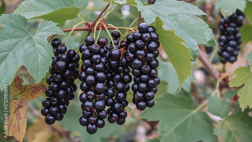 Blackcurrant serves as a na...