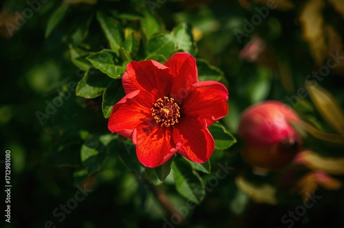 The pomegranate blossom is admired for its beauty and rich cultural symbolism across different traditions.