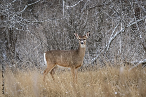 Young white-tailed deer in ...