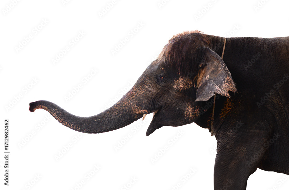 Obraz premium Half body head and trunk Asian elephant raise the trunk on white background.