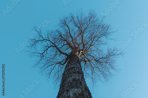 Lofty Leafless Tree Stretch...