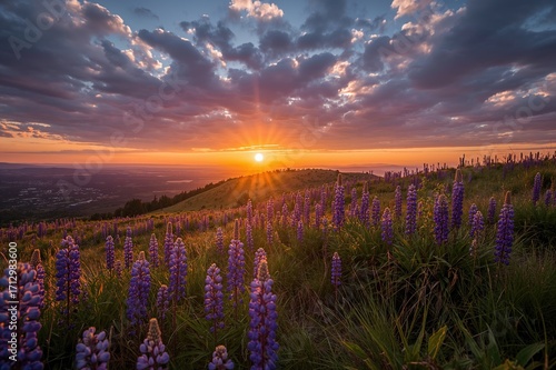 Evening glow on a flowering...