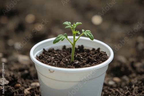 Young tomato plant in a whi...