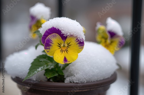 Charming pansy blossoms in ...