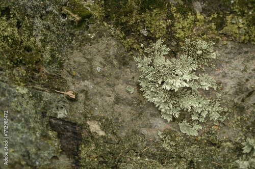 Close-Up of Moss, Lichens, ...