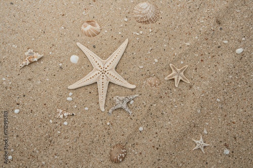 Seashells and starfish scat...