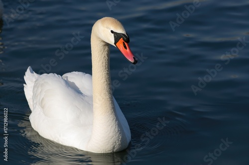 Graceful waterfowl from the...