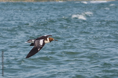 The Seabird