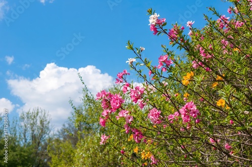 Blooming flowers of the spr...