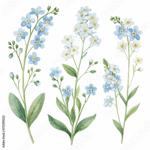 Watercolor illustration of three forget me not flower stems with blue and white blossoms and green leaves