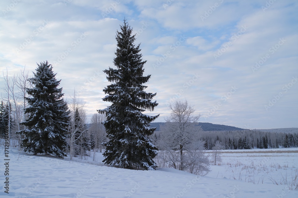 Fototapeta premium Stunning winter landscape with snow-covered coniferous and deciduous trees in a boreal forest.
