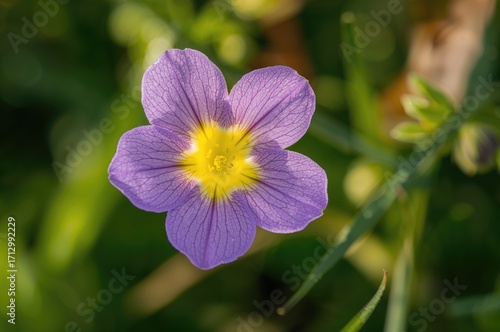Detailed close-up of a purple and yellow Primrose variety called 'Victoriana Silver Lace' in a rustic garden setting