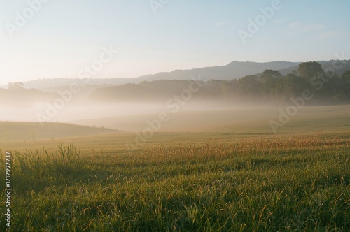 Summer dawn with foggy fields, natural scenery, and outdoor beauty