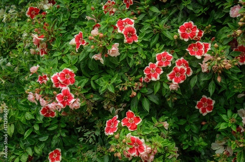 Wallpaper Mural Vibrant red and white flowers brighten a rich garden backdrop, enhancing the summery natural setting with their lively colors and lush green foliage. Torontodigital.ca