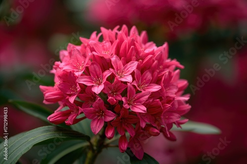 Close-up of vibrant Talinum paniculatum blossoms with a summer garden backdrop