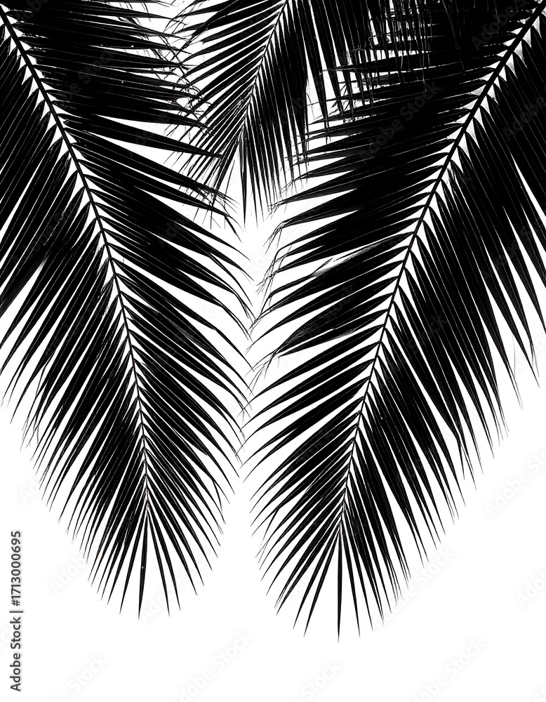 Obraz premium Silhouette of palm fronds against a white background