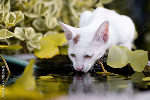 The Thai cat short hair Siamese cat breed with eating water at outdoor with blurry background.