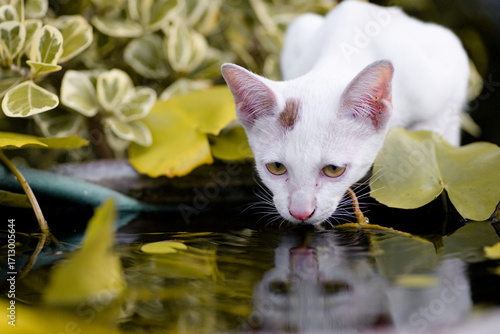 The Thai cat short hair Siamese cat breed with eating water at outdoor with blurry background.