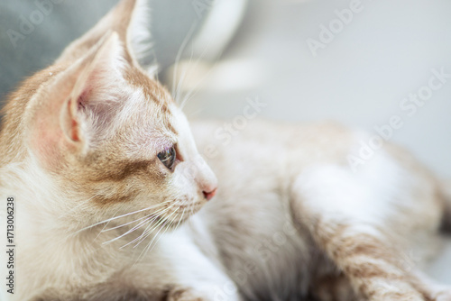 Photos Portrait of Thai cat with Siamese cat breed on blurry background