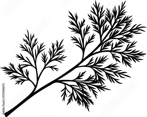 Dill Branch Silhouette Illustration | Dill Herb Vector Artwork